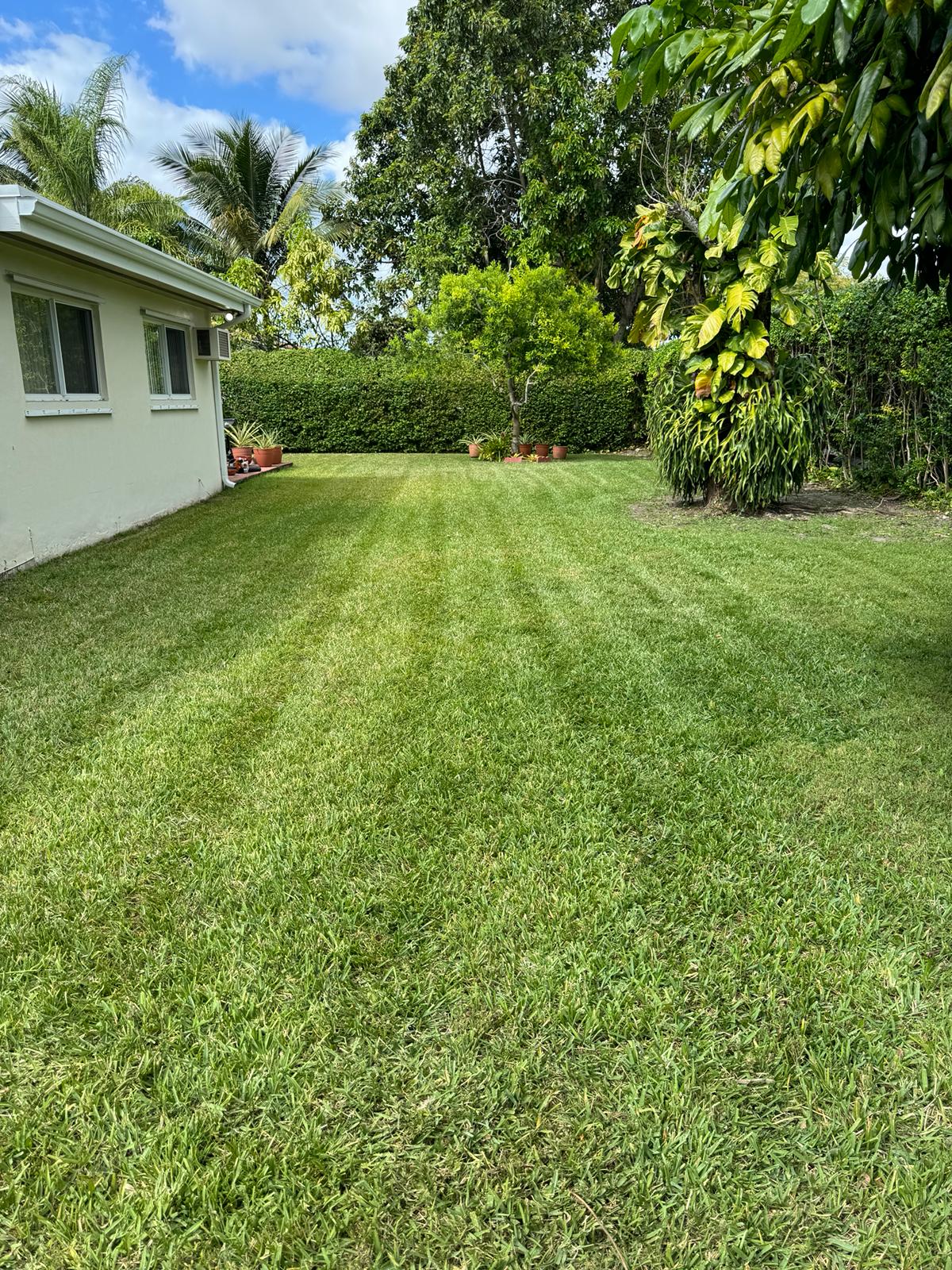 Tree trimming and landscape maintenance on a Miami residential property