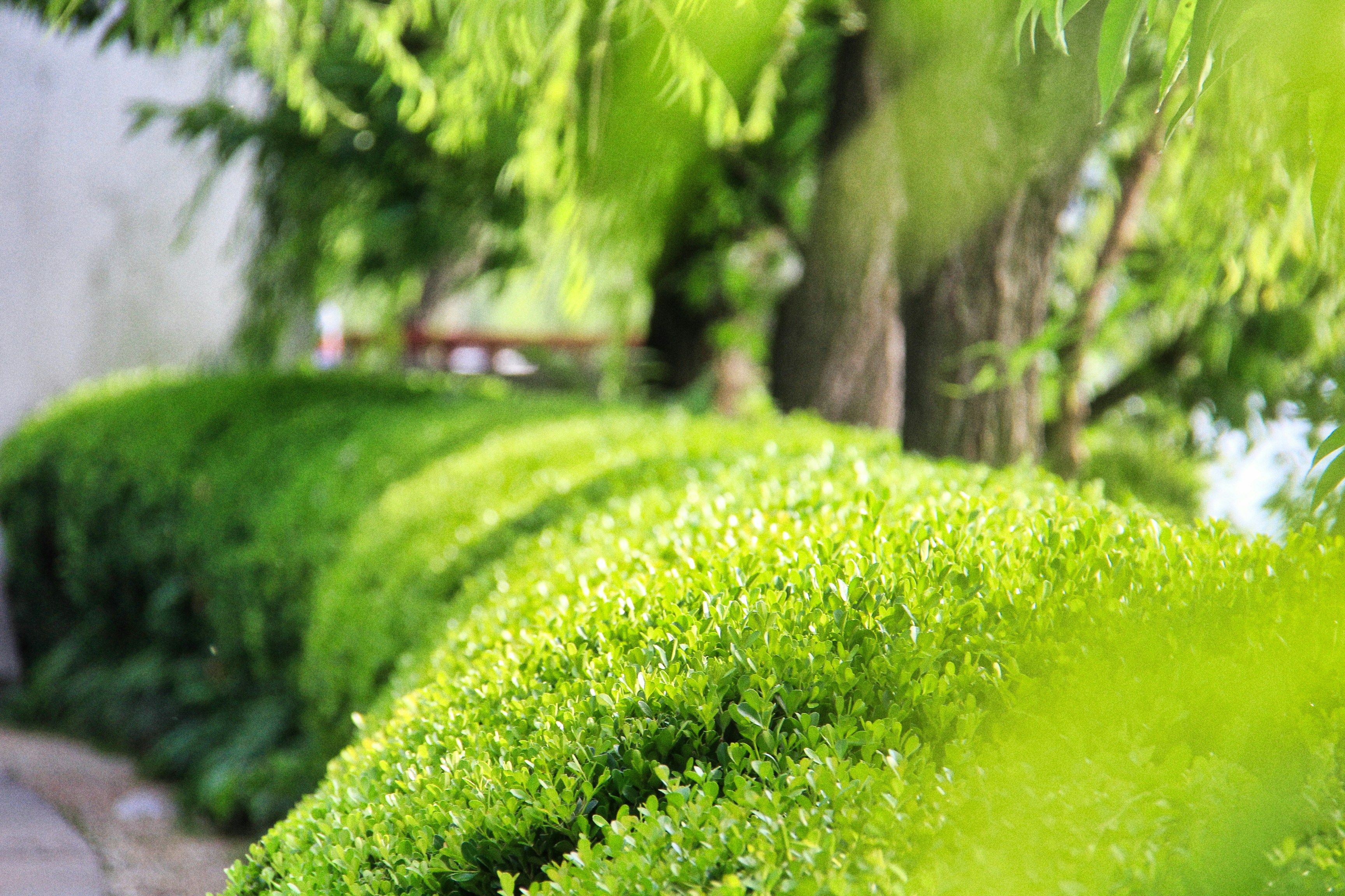 Professional lawn care service in Miami, Florida